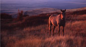 Horse at Sundown
